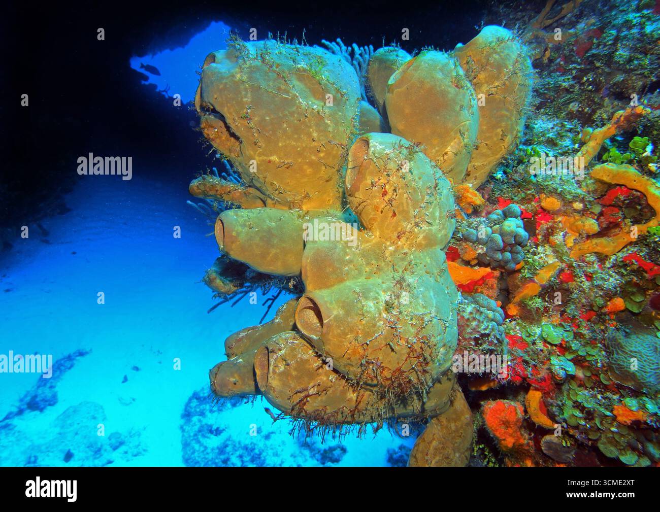 Éponges dans la mer des Caraïbes près de l'île de Cozumel, Mexique Banque D'Images