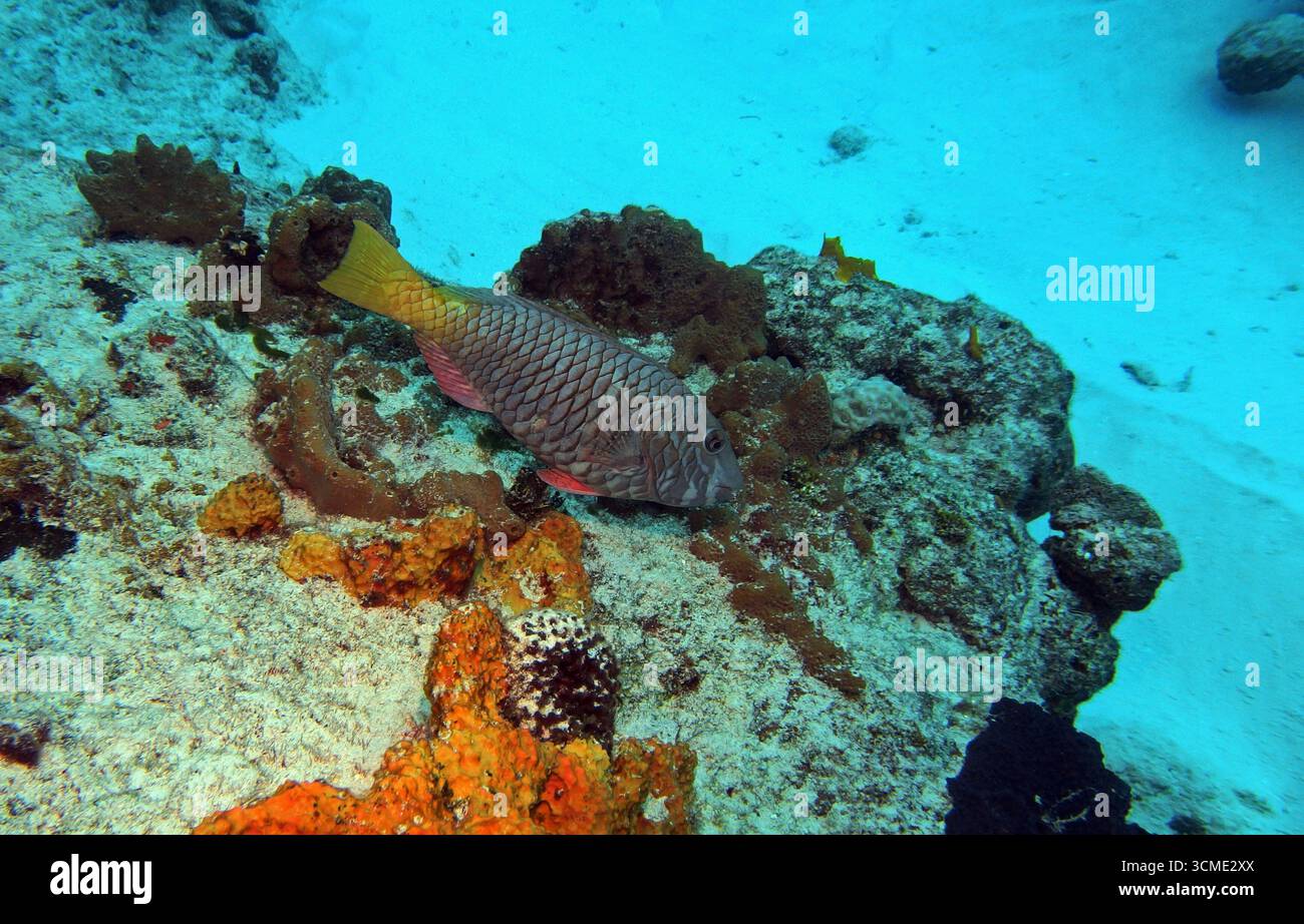 Poisson-perroquet à queue jaune dans la mer des Caraïbes près de l'île de Cozumel, Mexique Banque D'Images