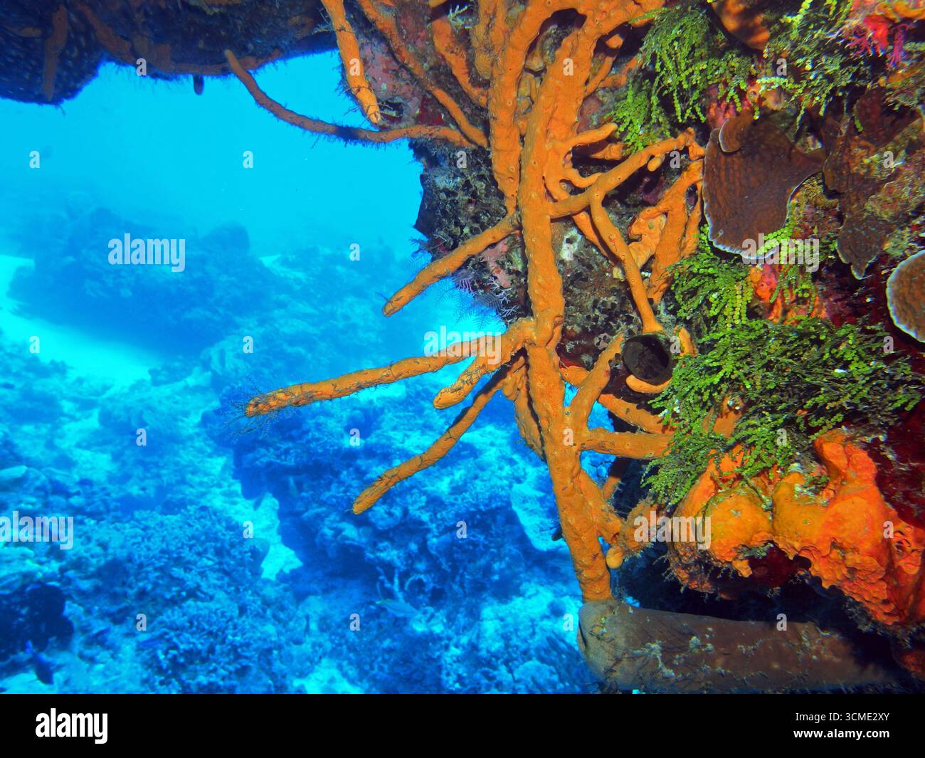 Récif corallien dans la mer des Caraïbes près de l'île de Cozumel, Mexique Banque D'Images