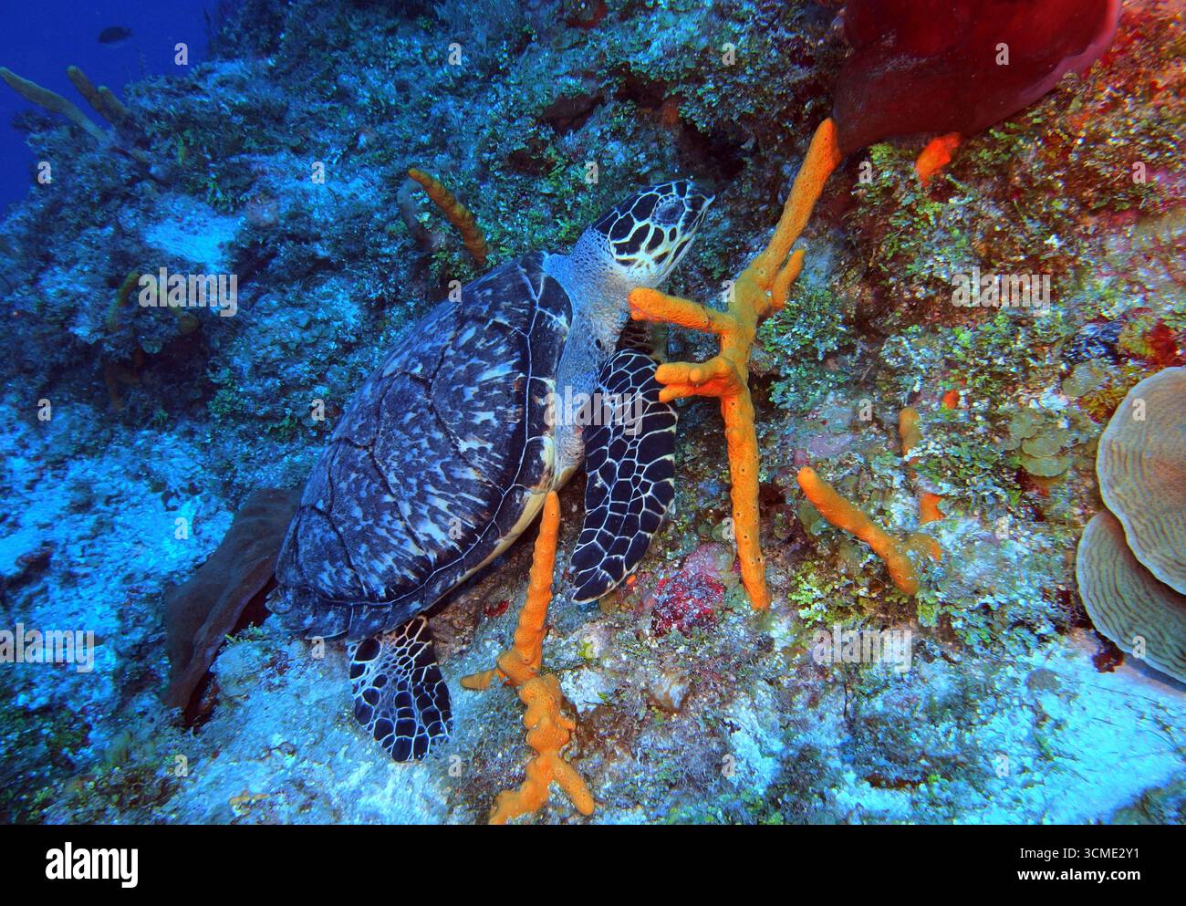 Tortue Hawksbill dans la mer des Caraïbes près de l'île de Cozumel, au Mexique Banque D'Images