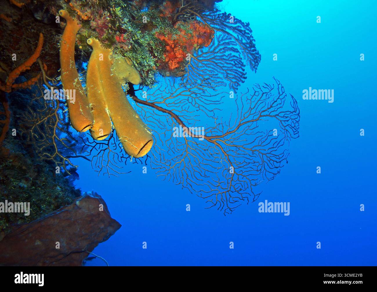 Éventail de mer profonde et éponges dans la mer des Caraïbes près de l'île de Cozumel, Mexique Banque D'Images