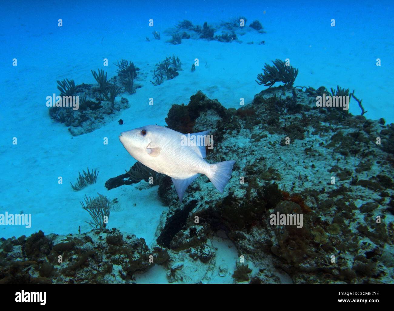 Ocean Triggerfish dans la mer des Caraïbes près de l'île de Cozumel, Mexique Banque D'Images