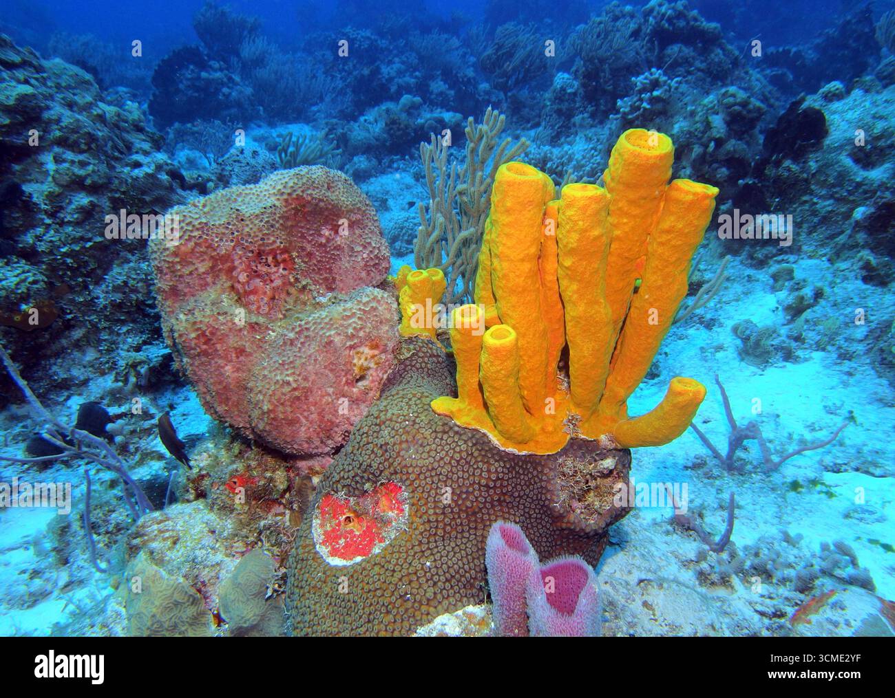 Éponge jaune dans la mer des Caraïbes près de l'île de Cozumel, Mexique Banque D'Images