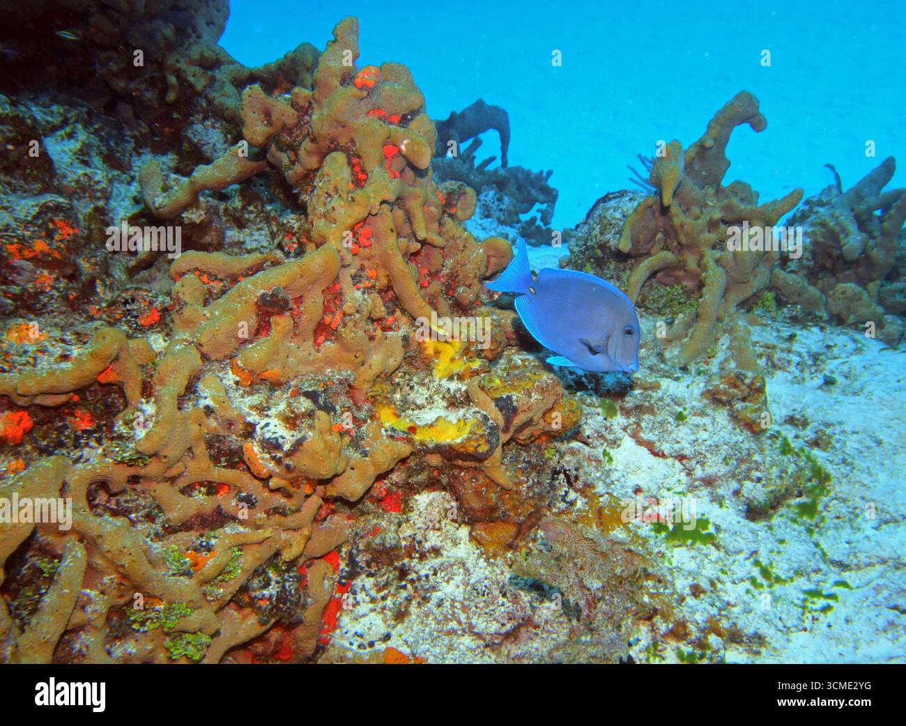 Tang bleu Atlantique dans la mer des Caraïbes près de l'île de Cozumel, Mexique Banque D'Images