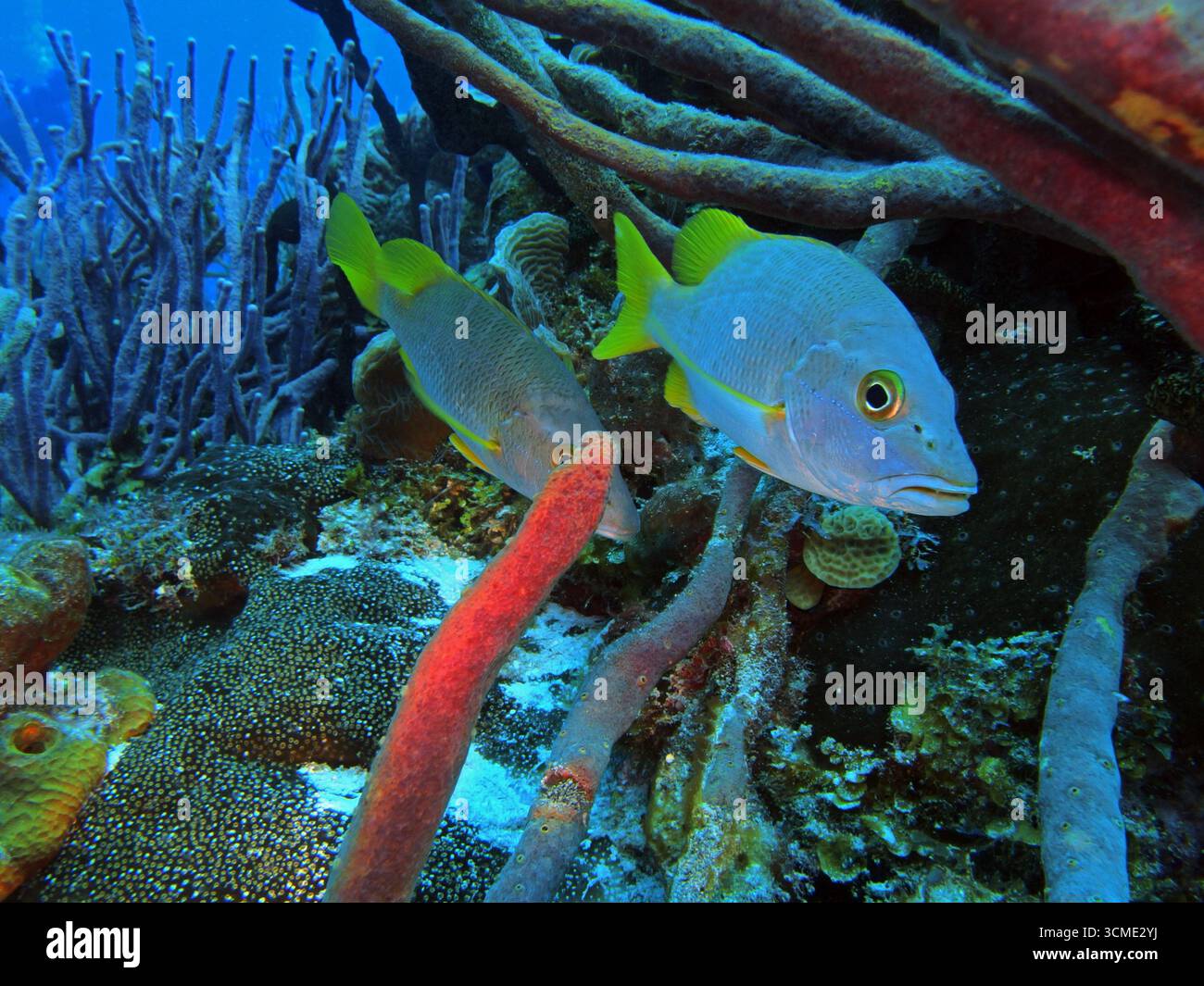 Maître d'école Snapper dans la mer des Caraïbes près de l'île de Cozumel, Mexique Banque D'Images