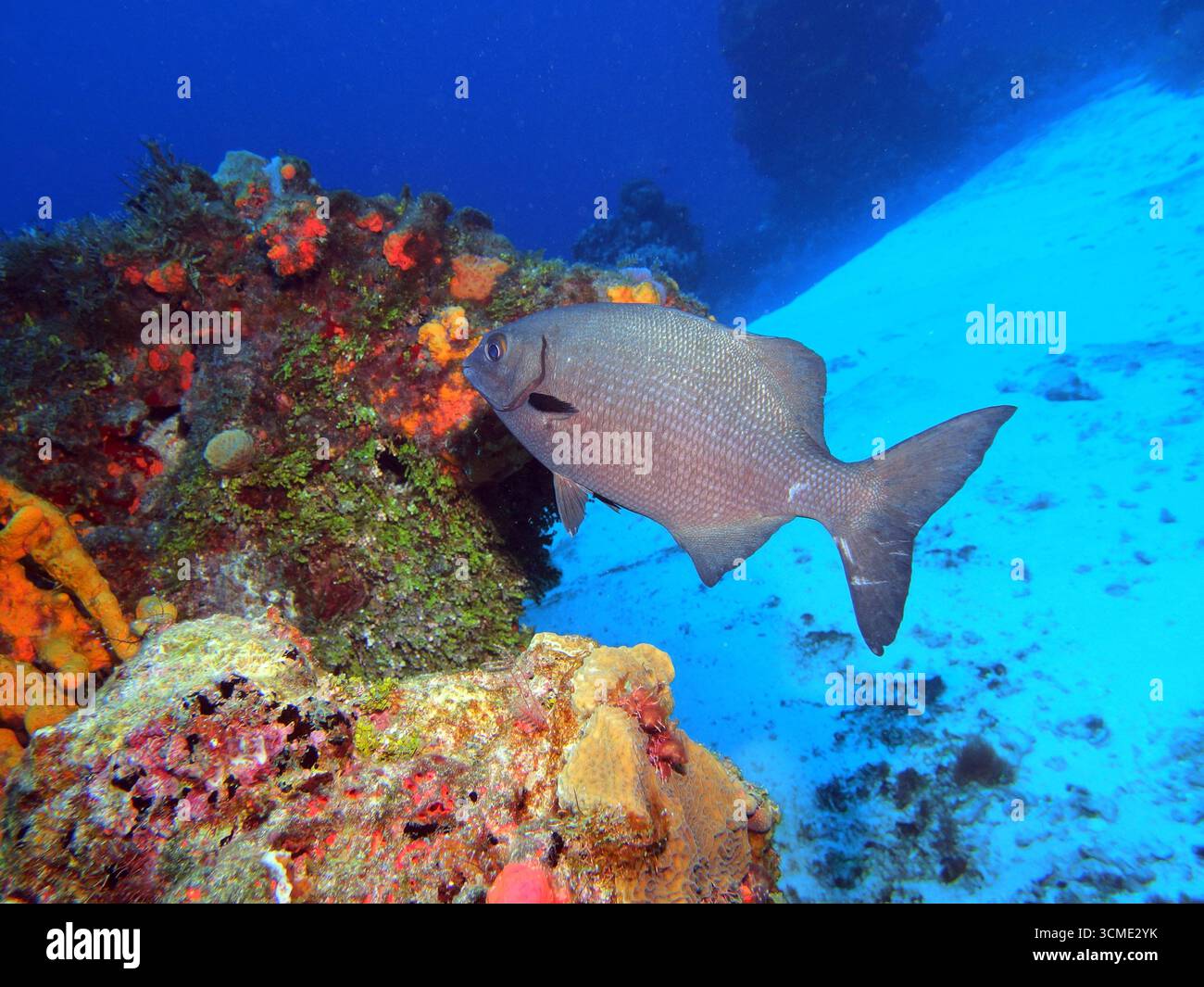 Récif corallien dans la mer des Caraïbes près de l'île de Cozumel, Mexique Banque D'Images