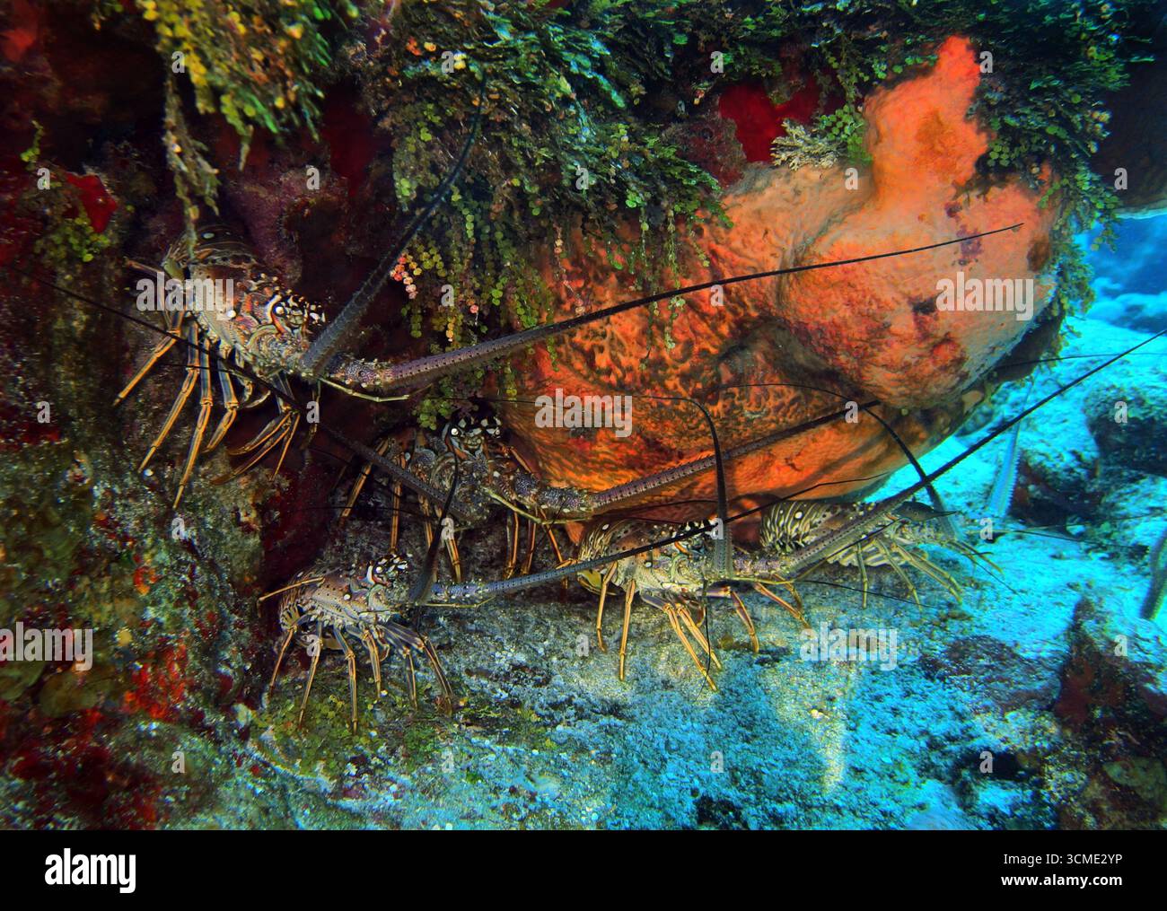 Homard épineux des Caraïbes dans la mer des Caraïbes près de l'île de Cozumel, au Mexique Banque D'Images
