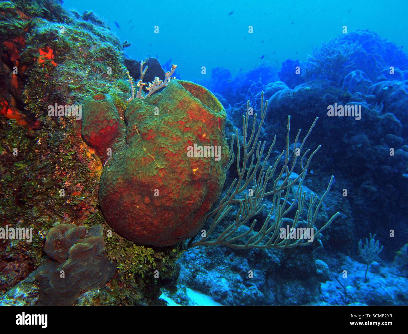 Éponges dans la mer des Caraïbes près de l'île de Cozumel, Mexique Banque D'Images