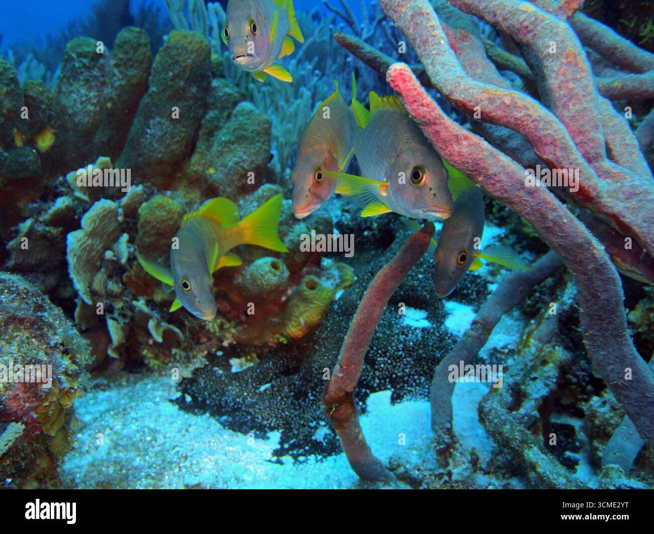 Maître d'école Snapper dans la mer des Caraïbes près de l'île de Cozumel, Mexique Banque D'Images