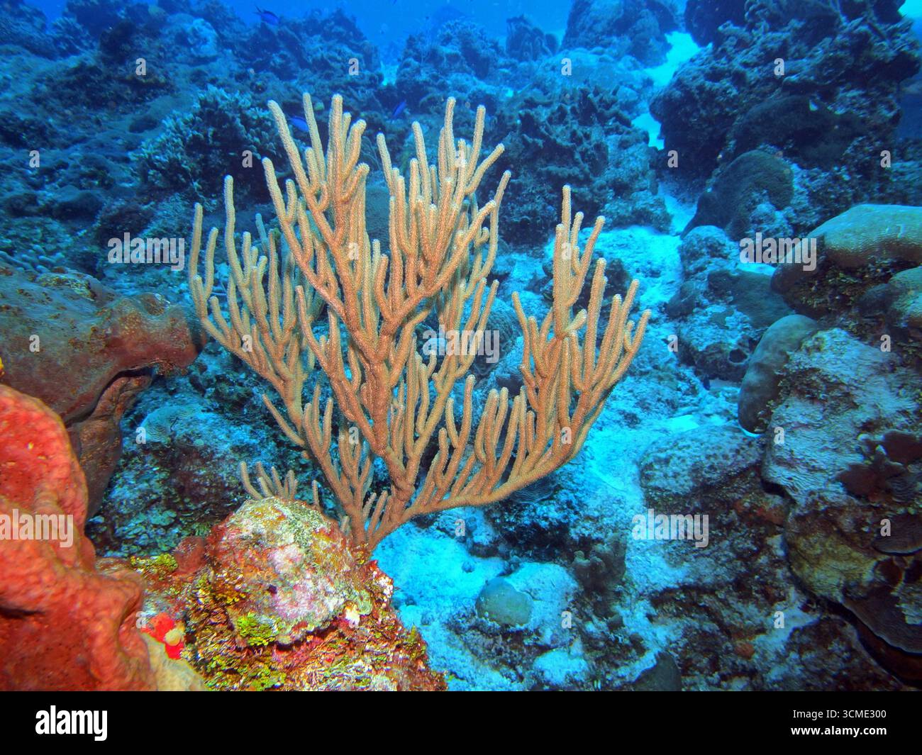 Récif corallien dans la mer des Caraïbes près de l'île de Cozumel, Mexique Banque D'Images