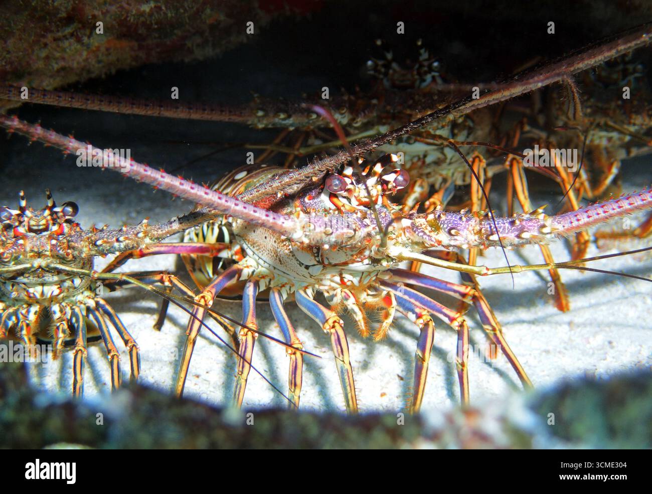 Homard épineux des Caraïbes dans la mer des Caraïbes près de l'île de Cozumel, au Mexique Banque D'Images
