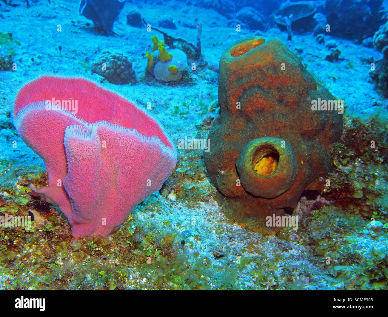 Éponge de vase rose dans la mer des Caraïbes près de l'île de Cozumel, Mexique Banque D'Images