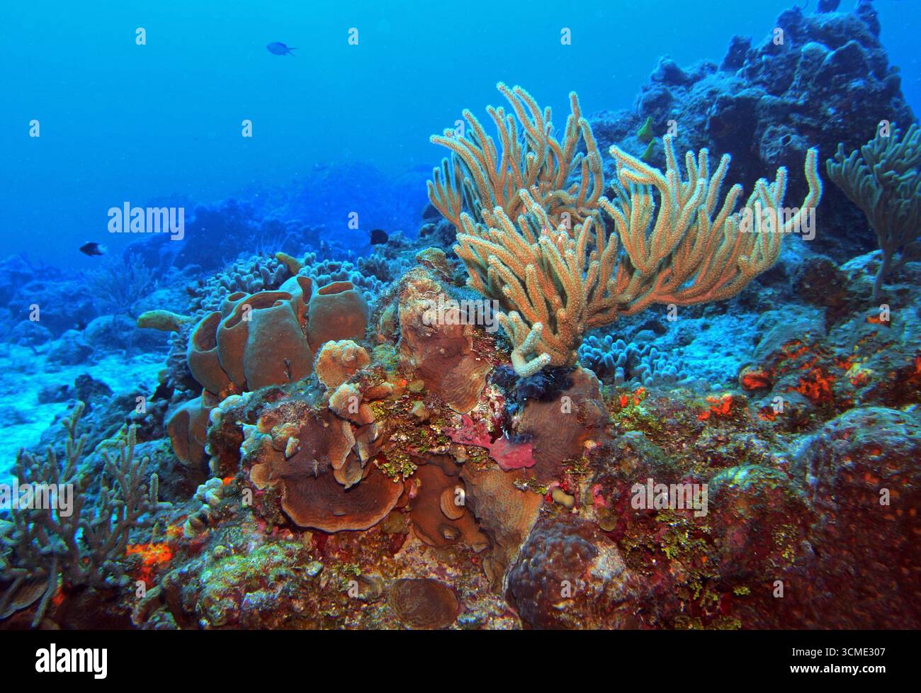 Récif corallien dans la mer des Caraïbes près de l'île de Cozumel, Mexique Banque D'Images
