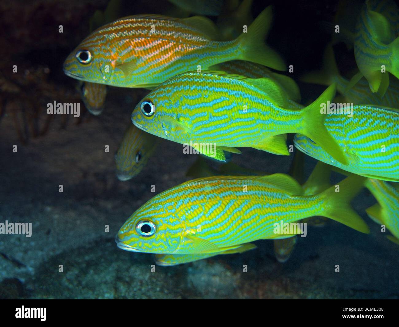 Grognement français dans la mer des Caraïbes près de l'île de Cozumel, Mexique Banque D'Images