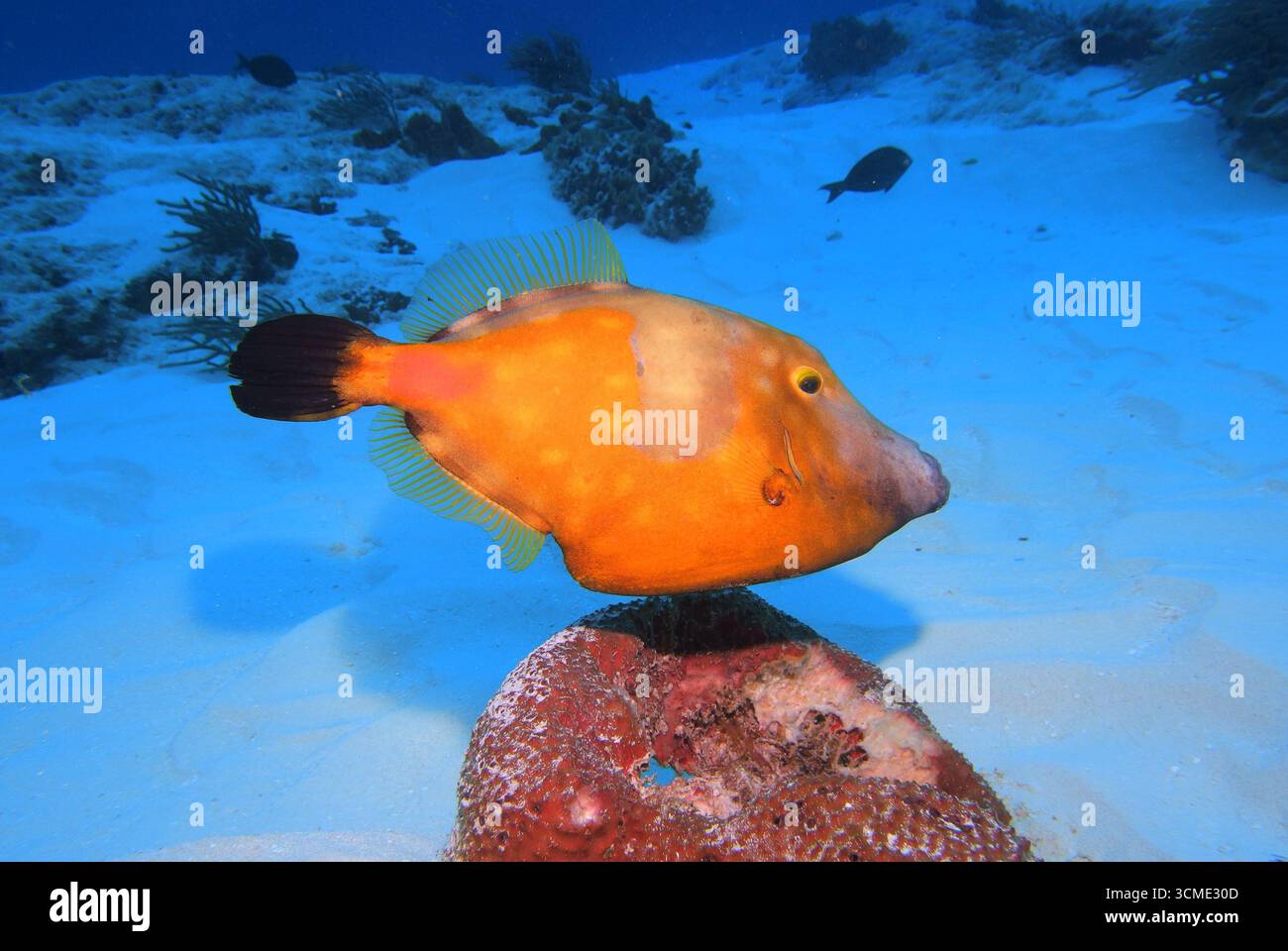 Filefish américain aux pois blancs dans la mer des Caraïbes près de l'île de Cozumel, au Mexique Banque D'Images