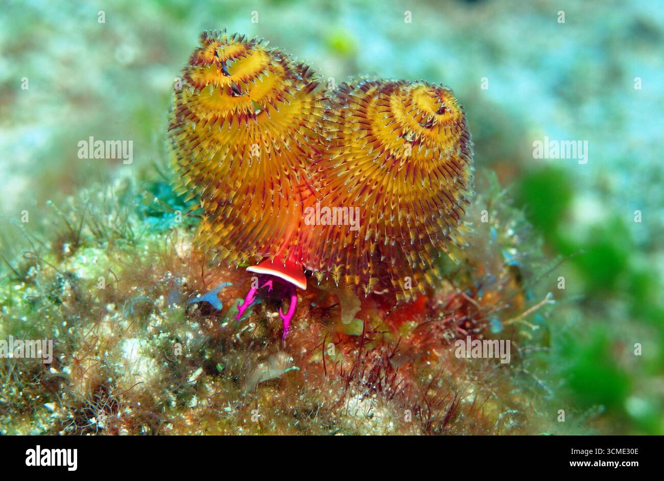 Ver d'arbre de Noël dans la mer des Caraïbes près de l'île de Cozumel, Mexique Banque D'Images