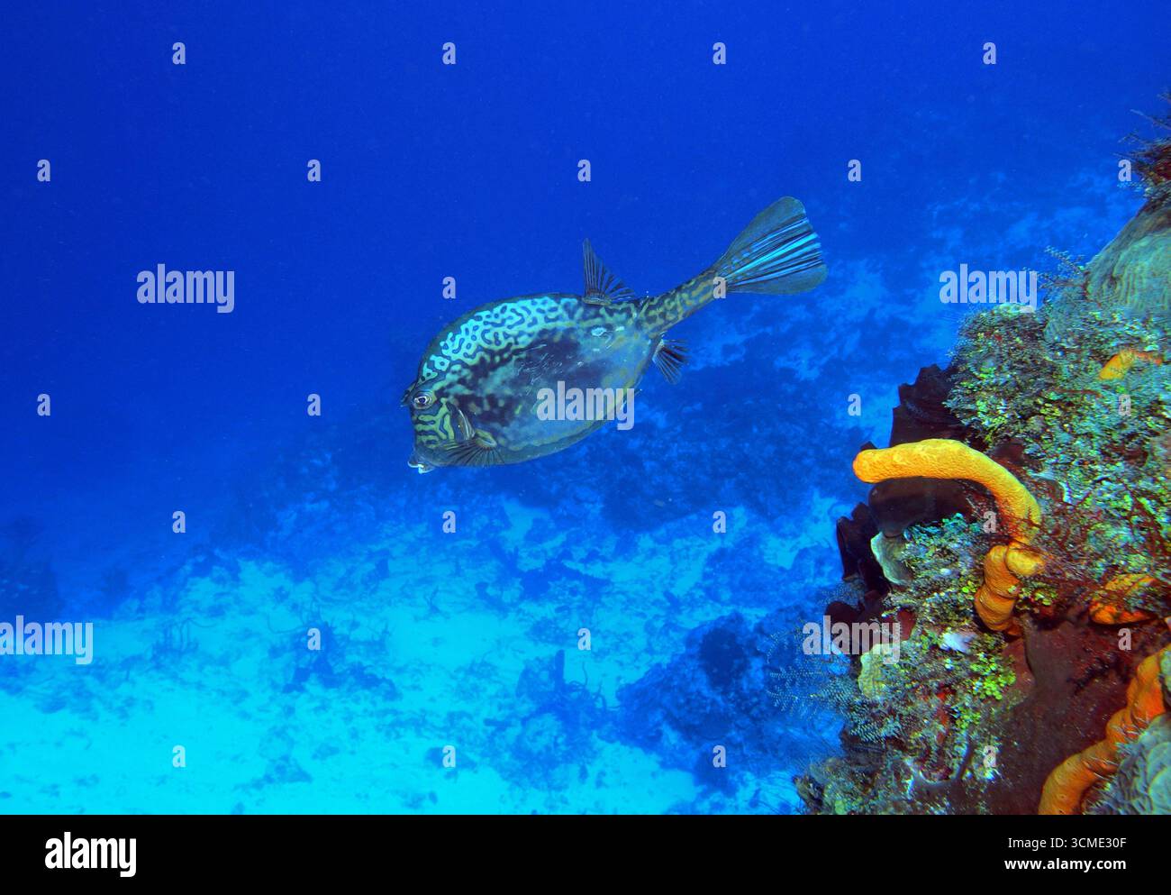 Récif corallien dans la mer des Caraïbes près de l'île de Cozumel, Mexique Banque D'Images
