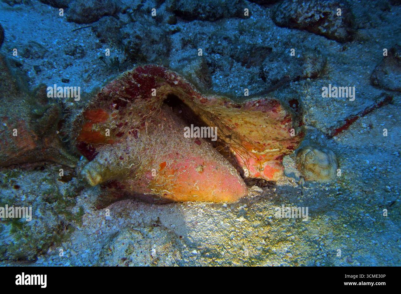 Queen Conch dans la mer des Caraïbes près de l'île de Cozumel, Mexique Banque D'Images