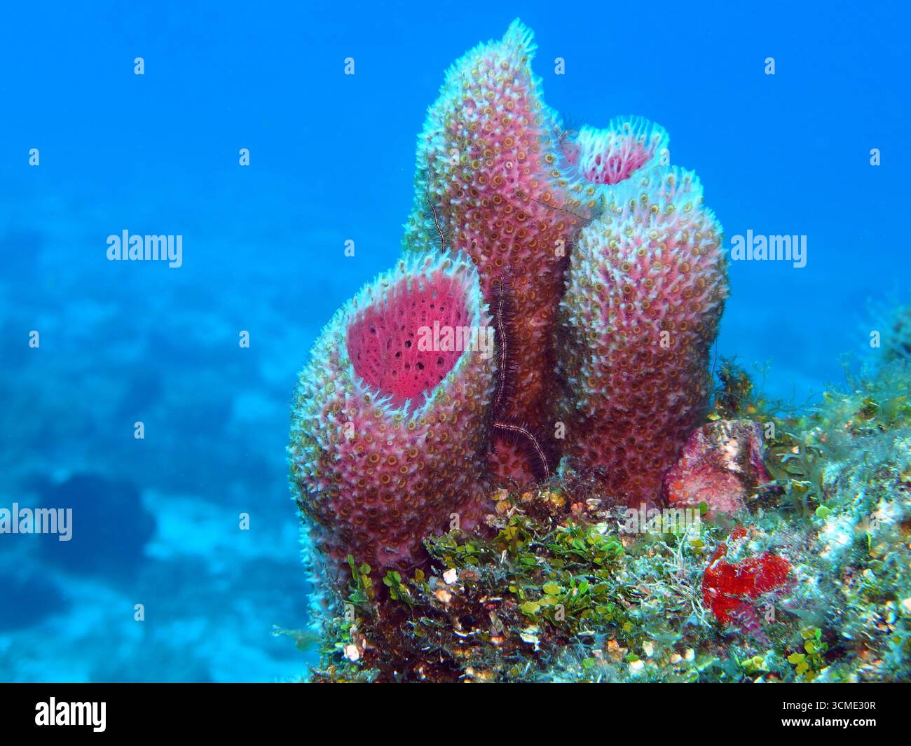Éponges dans la mer des Caraïbes près de l'île de Cozumel, Mexique Banque D'Images