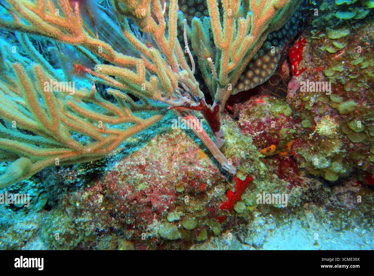 Trompette dans la mer des Caraïbes près de l'île de Cozumel, Mexique Banque D'Images