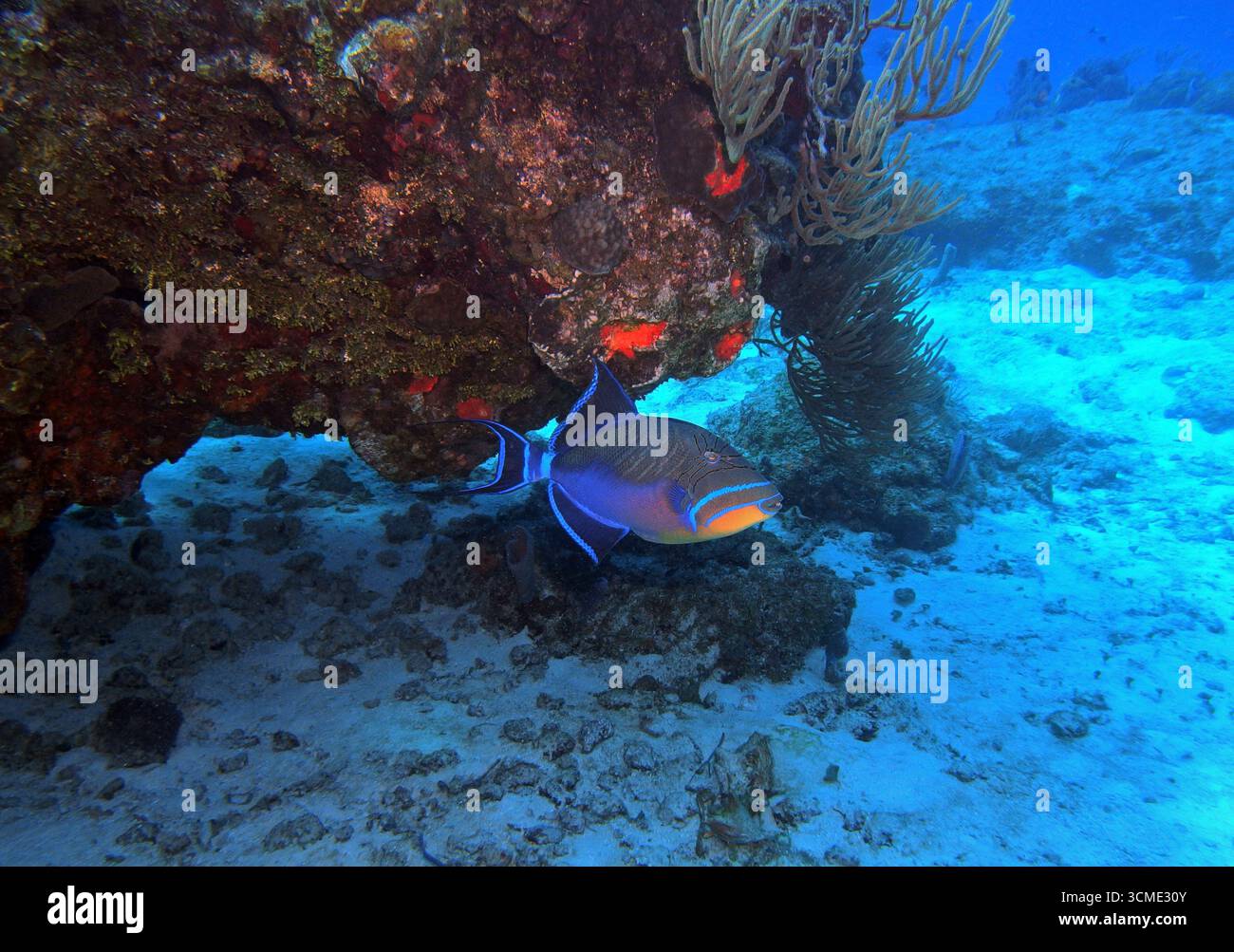 Queen Triggerfish dans la mer des Caraïbes près de l'île de Cozumel, Mexique Banque D'Images
