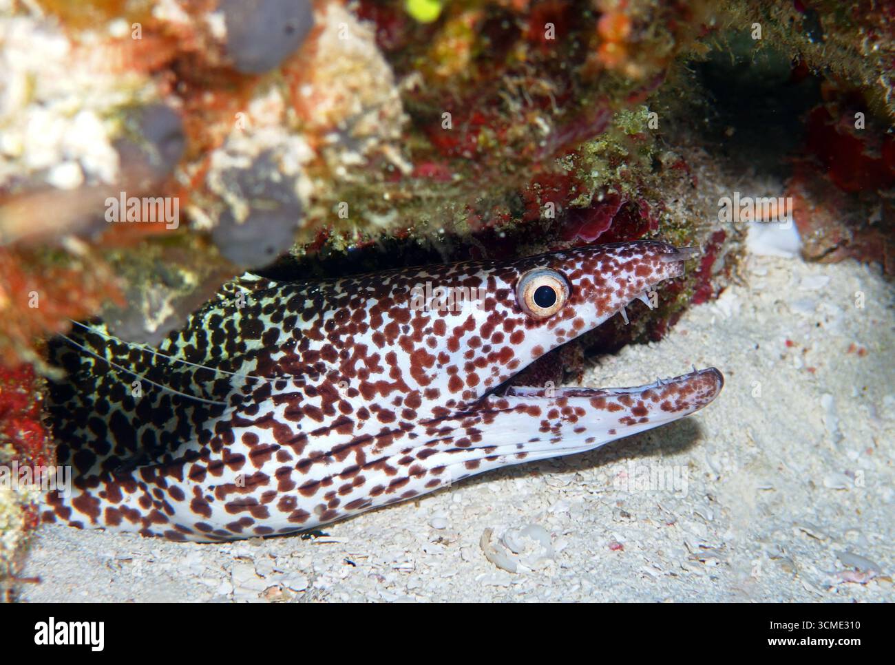 Moraie repérée dans la mer des Caraïbes près de l'île de Cozumel, au Mexique Banque D'Images