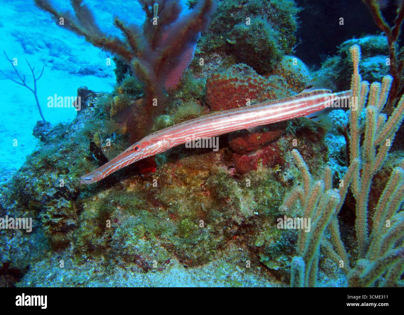 Trompette dans la mer des Caraïbes près de l'île de Cozumel, Mexique Banque D'Images