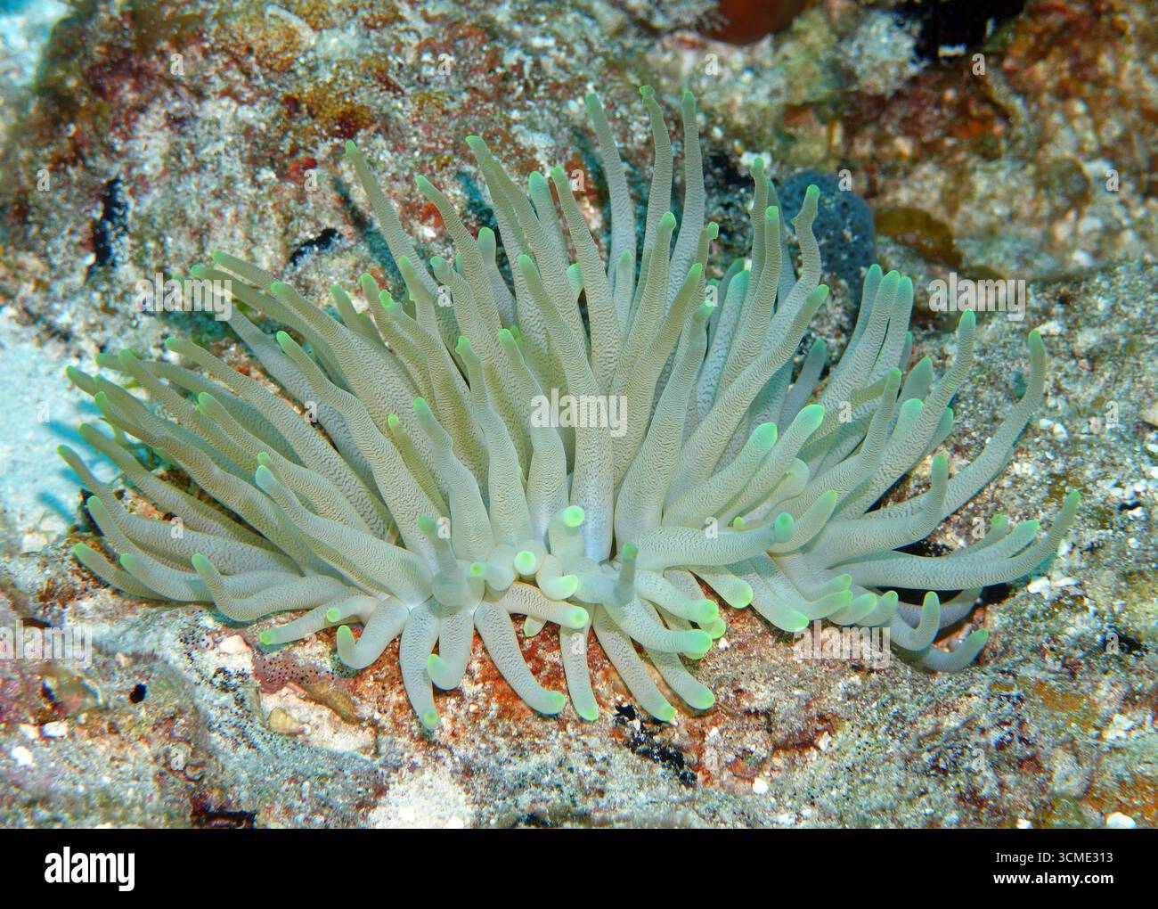 Anémone géante dans la mer des Caraïbes près de l'île de Cozumel, Mexique Banque D'Images