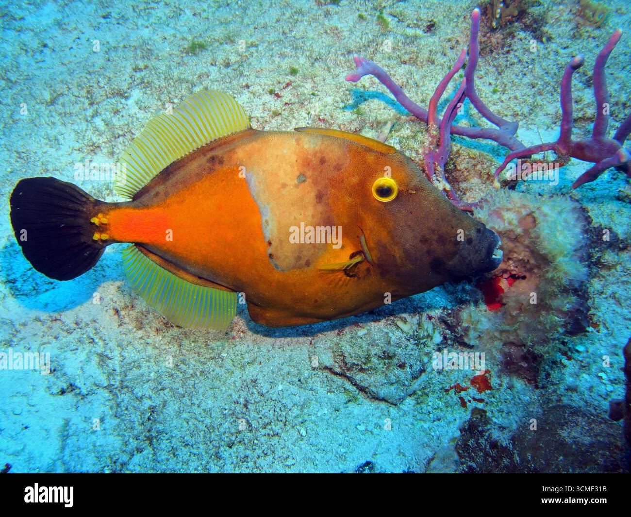 Filefish américain aux pois blancs dans la mer des Caraïbes près de l'île de Cozumel, au Mexique Banque D'Images