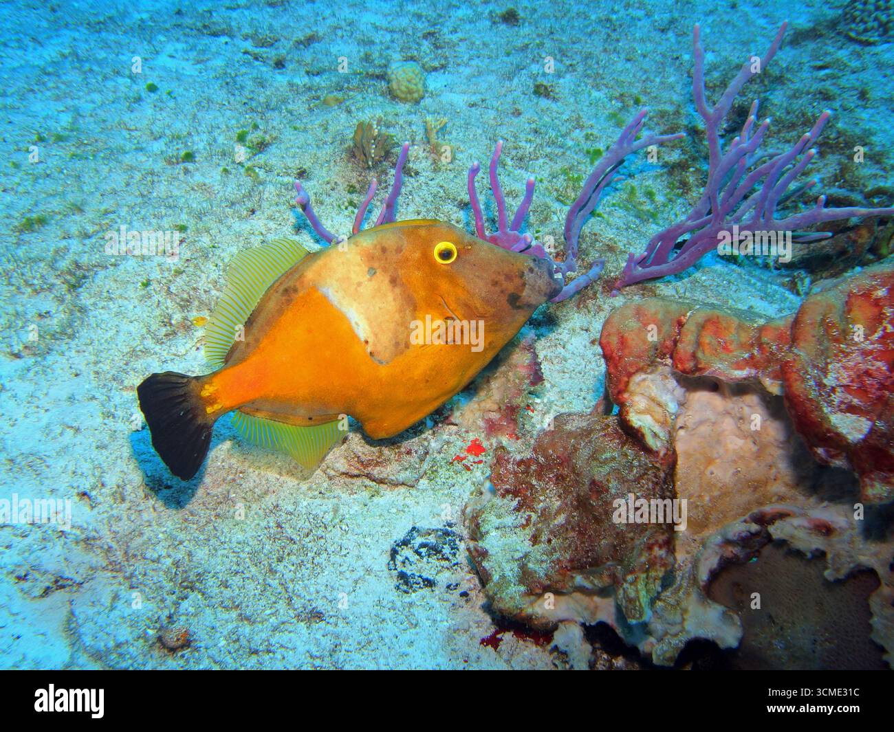 Filefish américain aux pois blancs dans la mer des Caraïbes près de l'île de Cozumel, au Mexique Banque D'Images