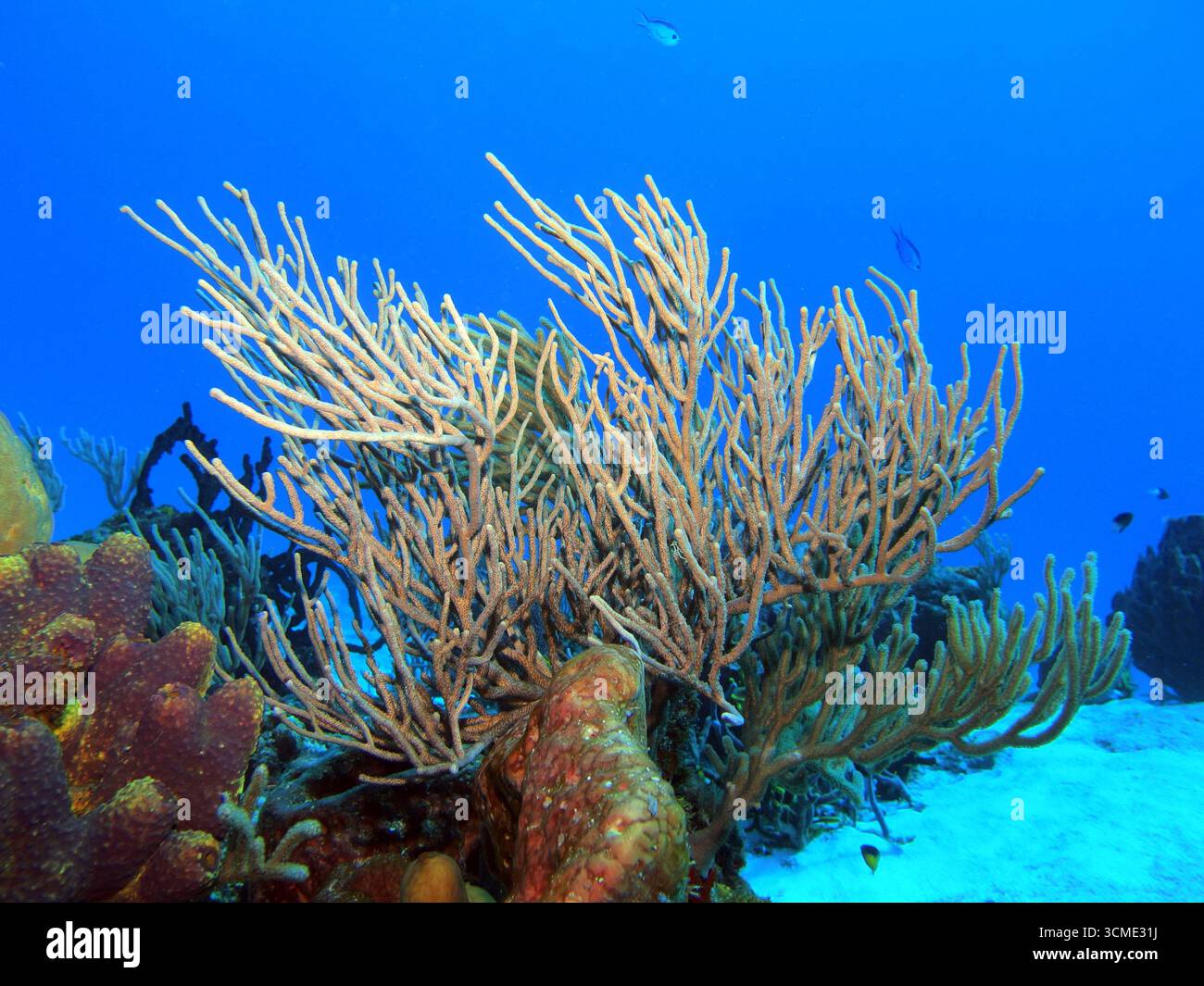 Récif corallien dans la mer des Caraïbes près de l'île de Cozumel, Mexique Banque D'Images