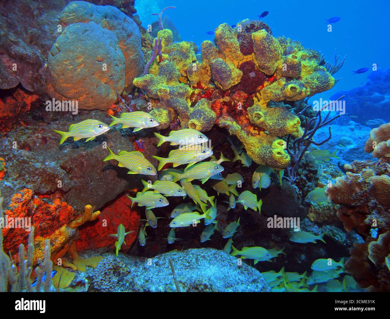 Grognement français dans la mer des Caraïbes près de l'île de Cozumel, Mexique Banque D'Images