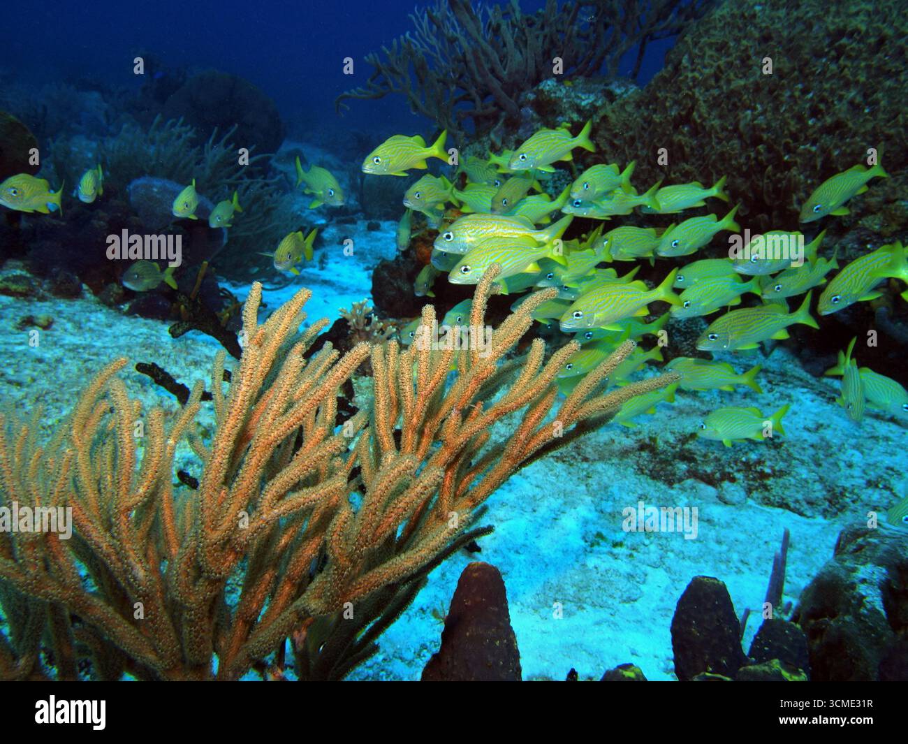 Grognement français dans la mer des Caraïbes près de l'île de Cozumel, Mexique Banque D'Images