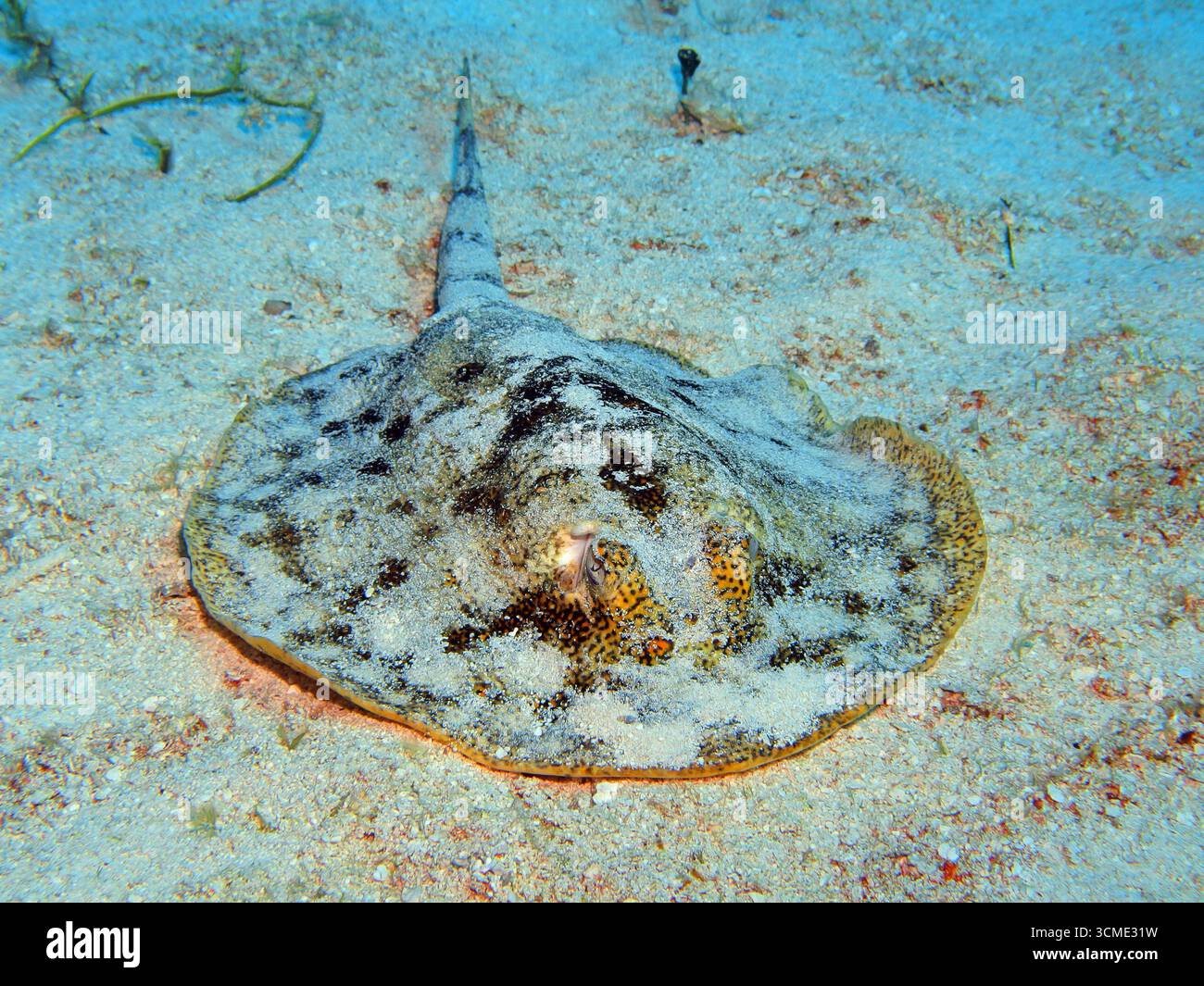 Yellow Stingray dans la mer des Caraïbes près de l'île de Cozumel, Mexique Banque D'Images