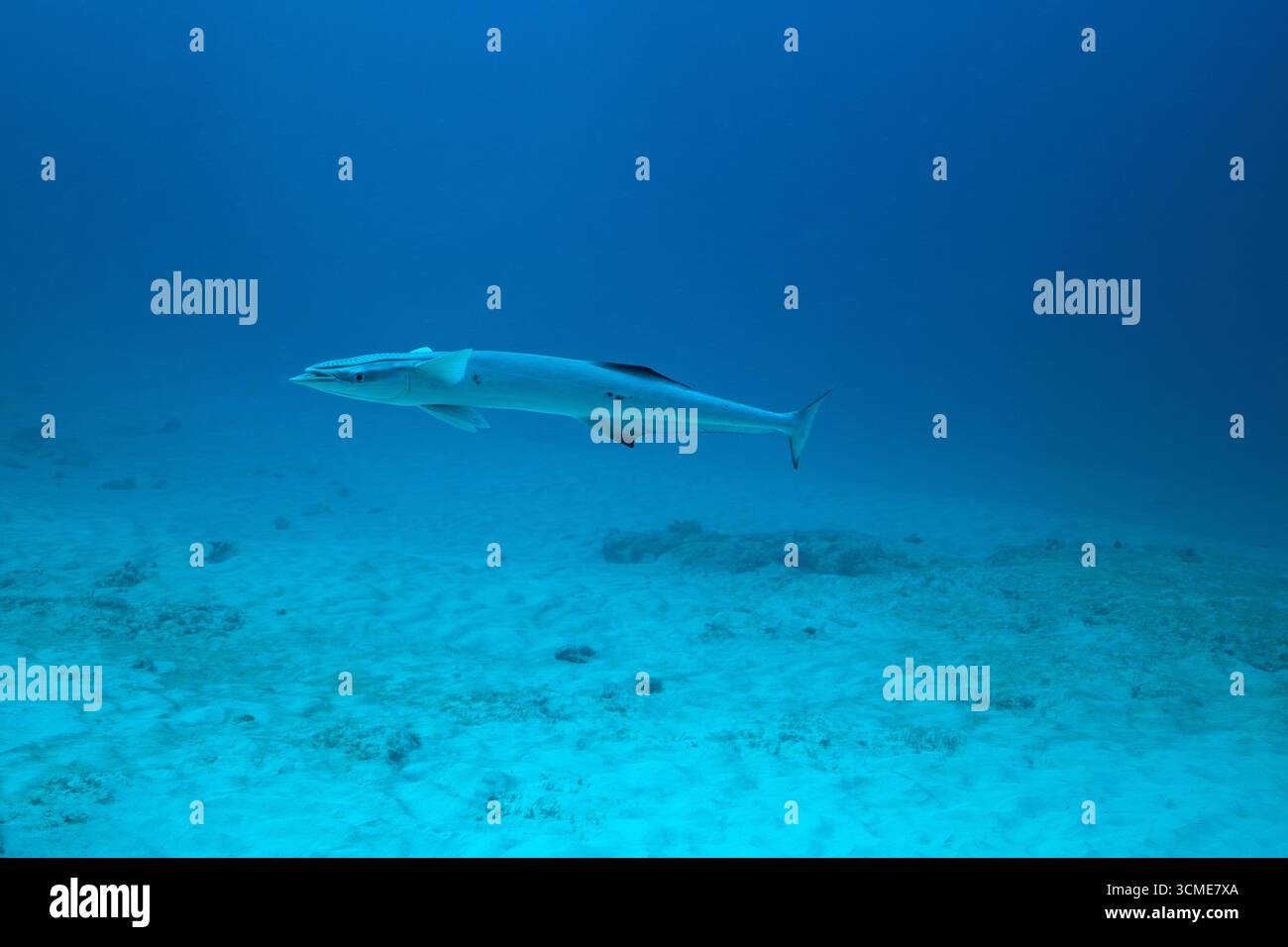 Mouton de requin vivant dans la mer des Caraïbes près de la côte de Playa del Carmen sur la péninsule du Yucatan au Mexique Banque D'Images