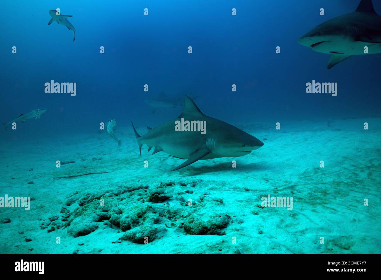 Requin taureau dans la mer des Caraïbes près de la côte de Playa del Carmen sur la péninsule du Yucatan au Mexique Banque D'Images