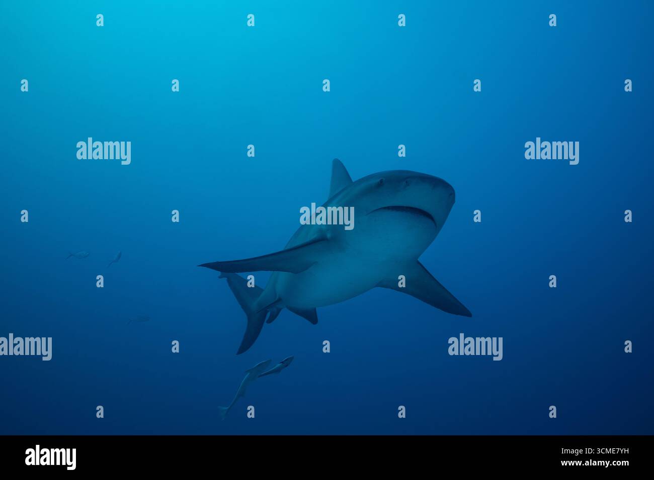 Requin taureau dans la mer des Caraïbes près de la côte de Playa del Carmen sur la péninsule du Yucatan au Mexique Banque D'Images