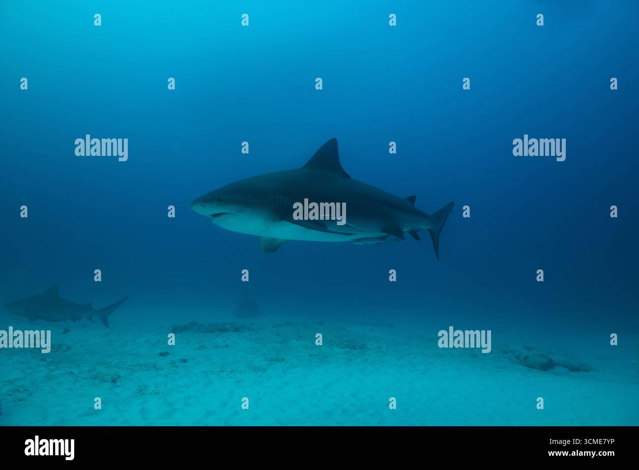 Requin taureau dans la mer des Caraïbes près de la côte de Playa del Carmen sur la péninsule du Yucatan au Mexique Banque D'Images