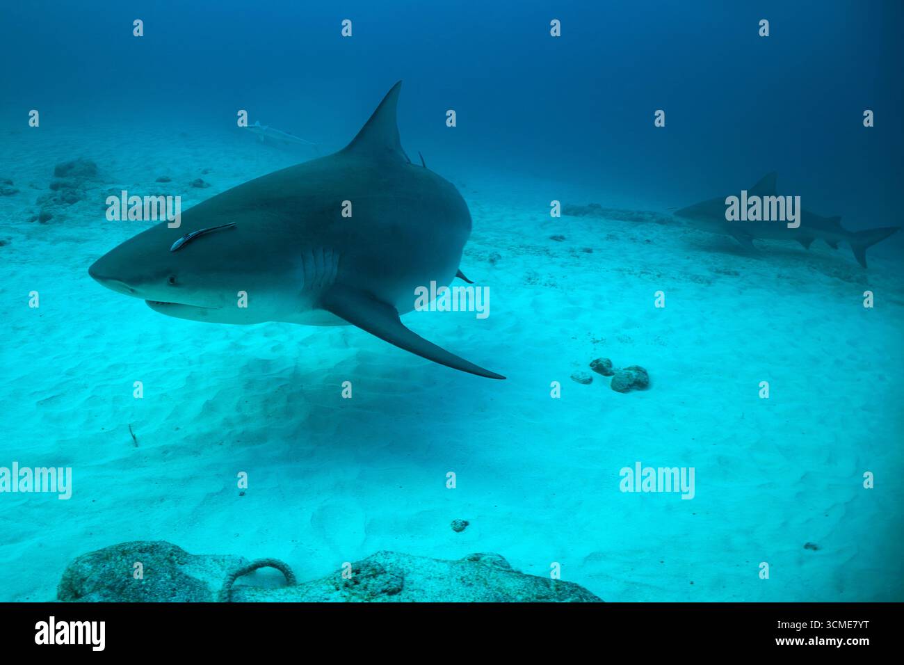 Requin taureau dans la mer des Caraïbes près de la côte de Playa del Carmen sur la péninsule du Yucatan au Mexique Banque D'Images