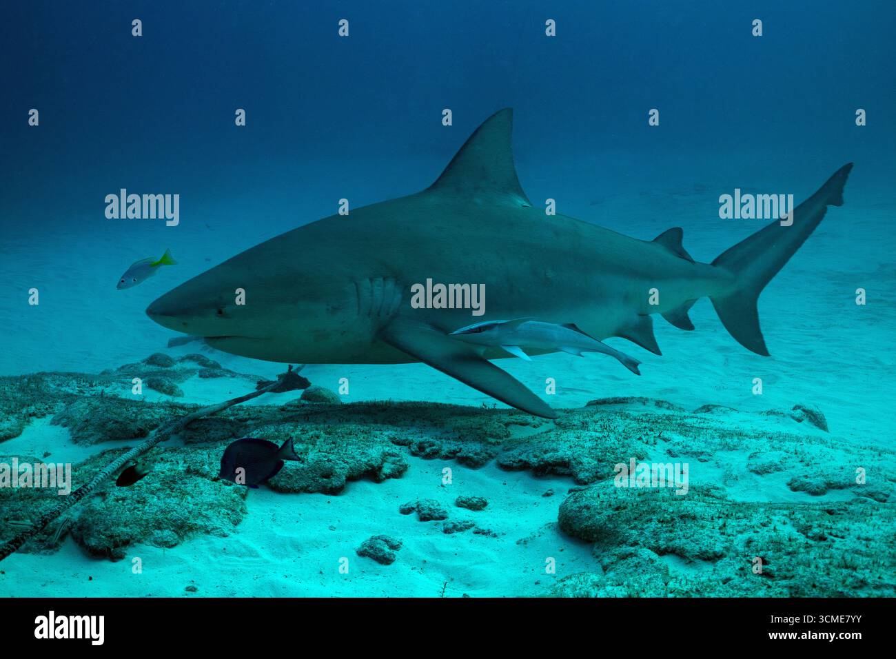 Requin taureau dans la mer des Caraïbes près de la côte de Playa del Carmen sur la péninsule du Yucatan au Mexique Banque D'Images