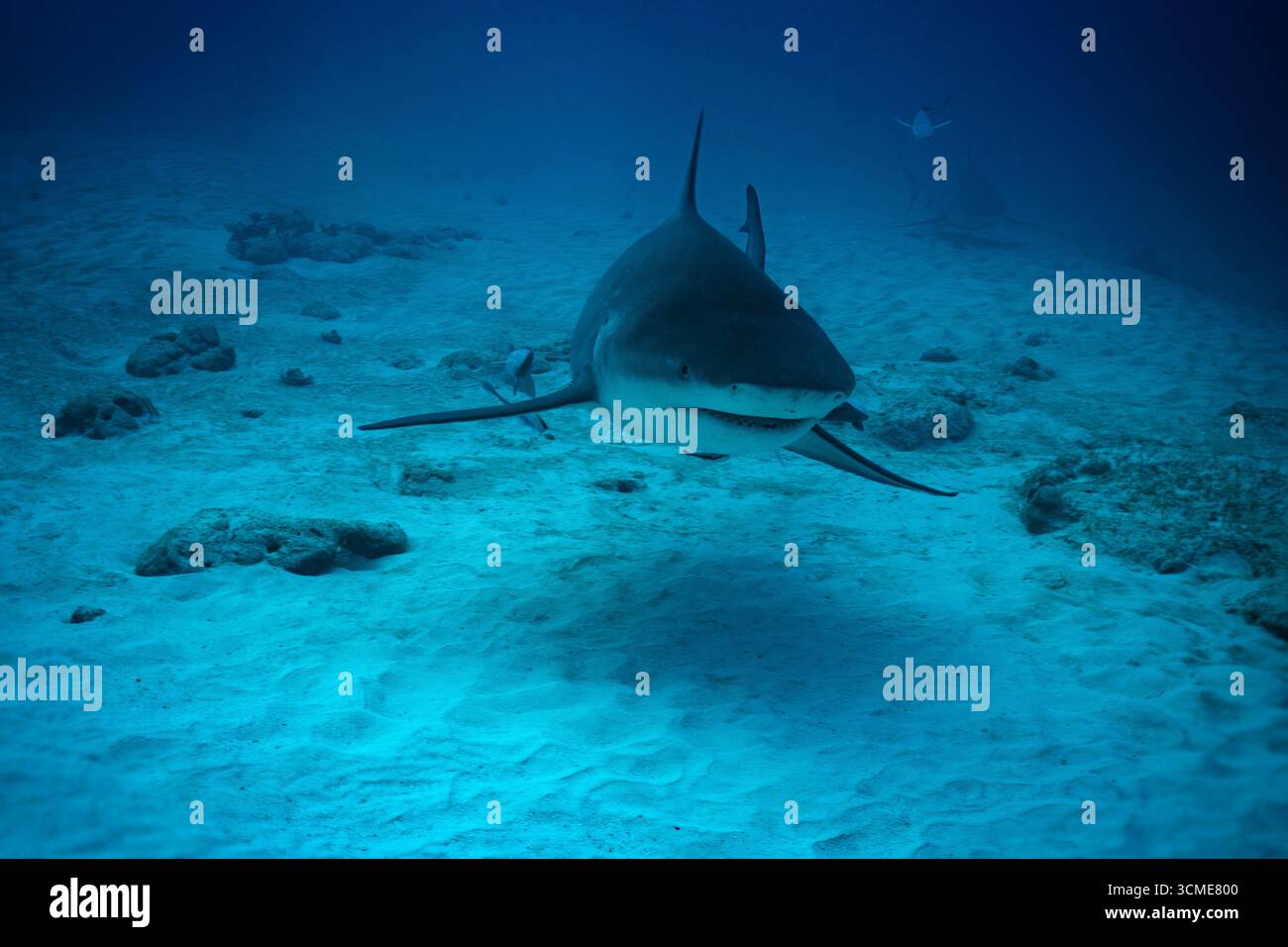 Requin taureau dans la mer des Caraïbes près de la côte de Playa del Carmen sur la péninsule du Yucatan au Mexique Banque D'Images