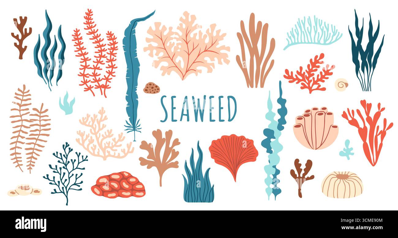 Algues sous-marines, aquarium et plantes d'algues marines. Ensemble plat de vecteur de biodiversité de la faune tropicale de récif corallien. Vie aquatique sous-marine océanique, mauvaises herbes marines isolées, épaves, laminaires, flore océanique de varech Illustration de Vecteur