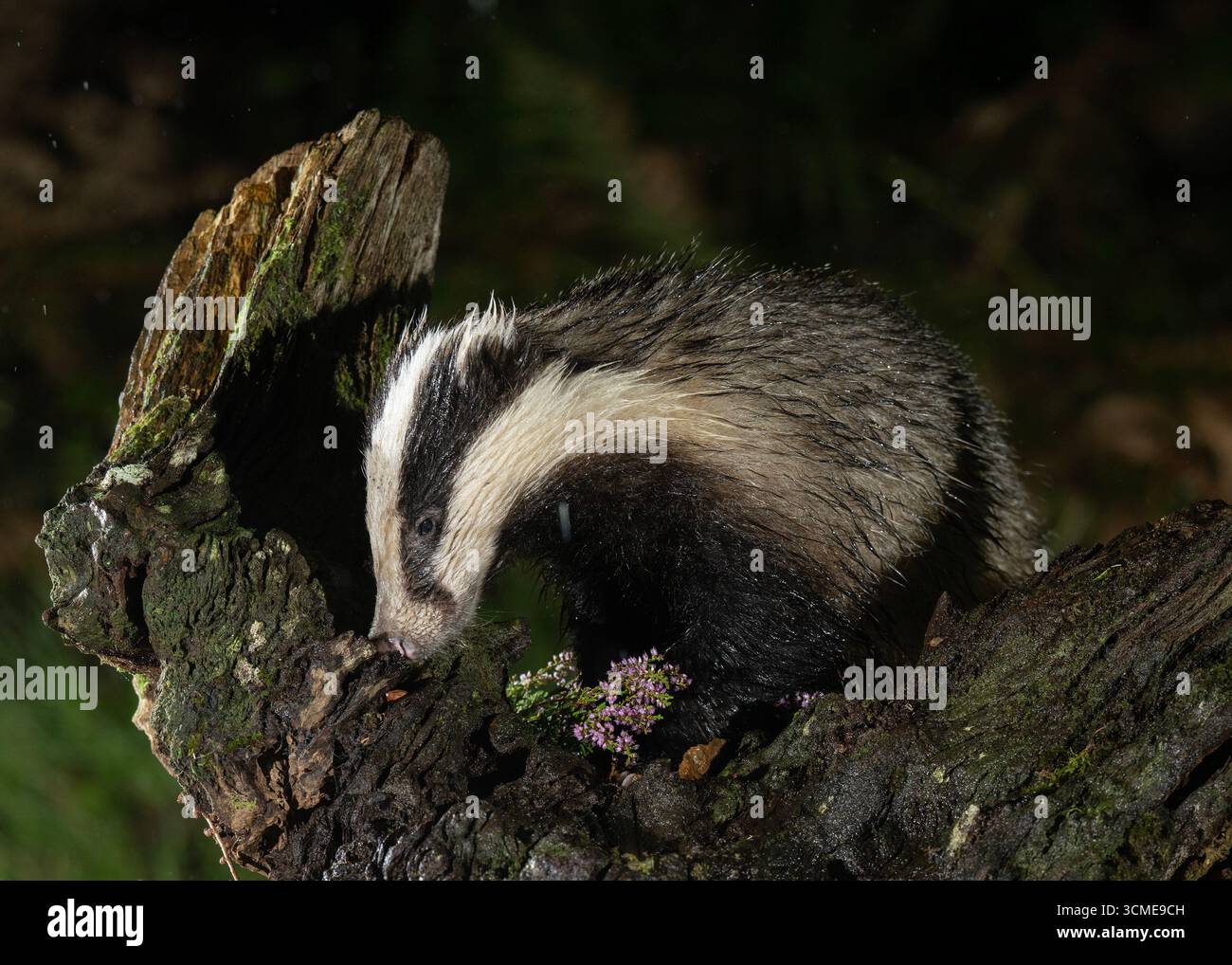 Blaireau (Meles meles) à la recherche de nourriture sous la pluie, Morvern, côte ouest de l'Écosse. Banque D'Images Blaireau (Meles meles) à la recherche de nourriture sous la pluie, Morvern, côte ouest de l'Écosse. Banque D'Images