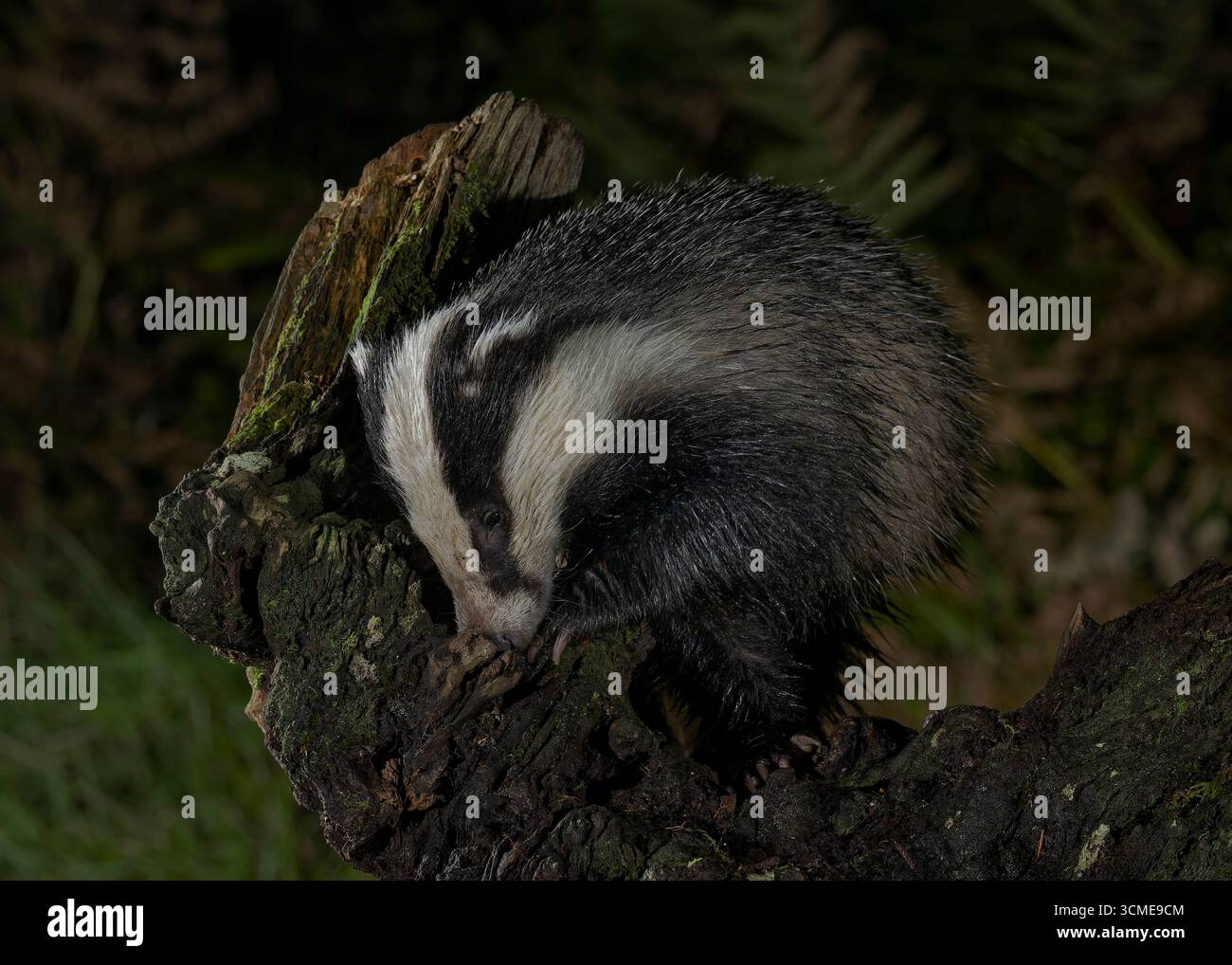 Badger (Meles meles) à la recherche de nourriture, Morvern, côte ouest de l'Écosse. Banque D'Images Badger (Meles meles) à la recherche de nourriture, Morvern, côte ouest de l'Écosse. Banque D'Images