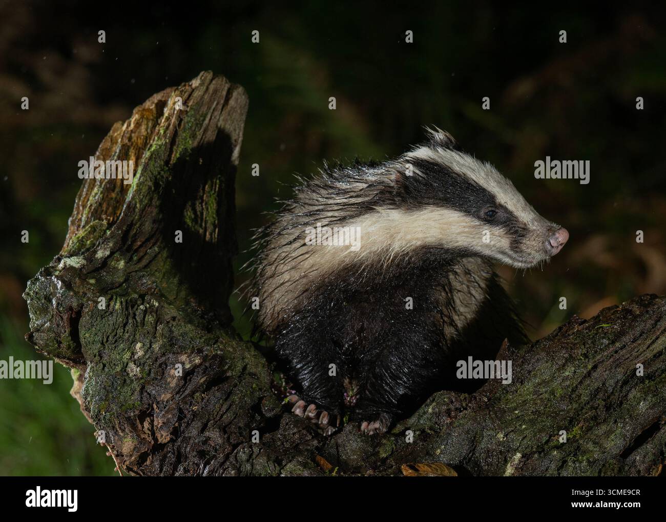 Blaireau (Meles meles) à la recherche de nourriture sous la pluie, Morvern, côte ouest de l'Écosse. Banque D'Images Blaireau (Meles meles) à la recherche de nourriture sous la pluie, Morvern, côte ouest de l'Écosse. Banque D'Images