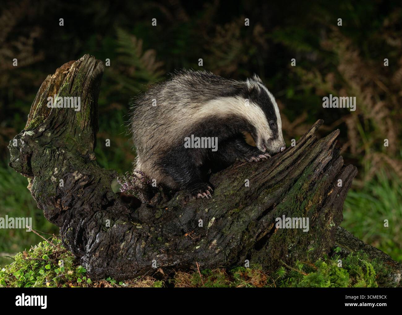 Badger (Meles meles) à la recherche de nourriture, Morvern, côte ouest de l'Écosse. Banque D'Images Badger (Meles meles) à la recherche de nourriture, Morvern, côte ouest de l'Écosse. Banque D'Images