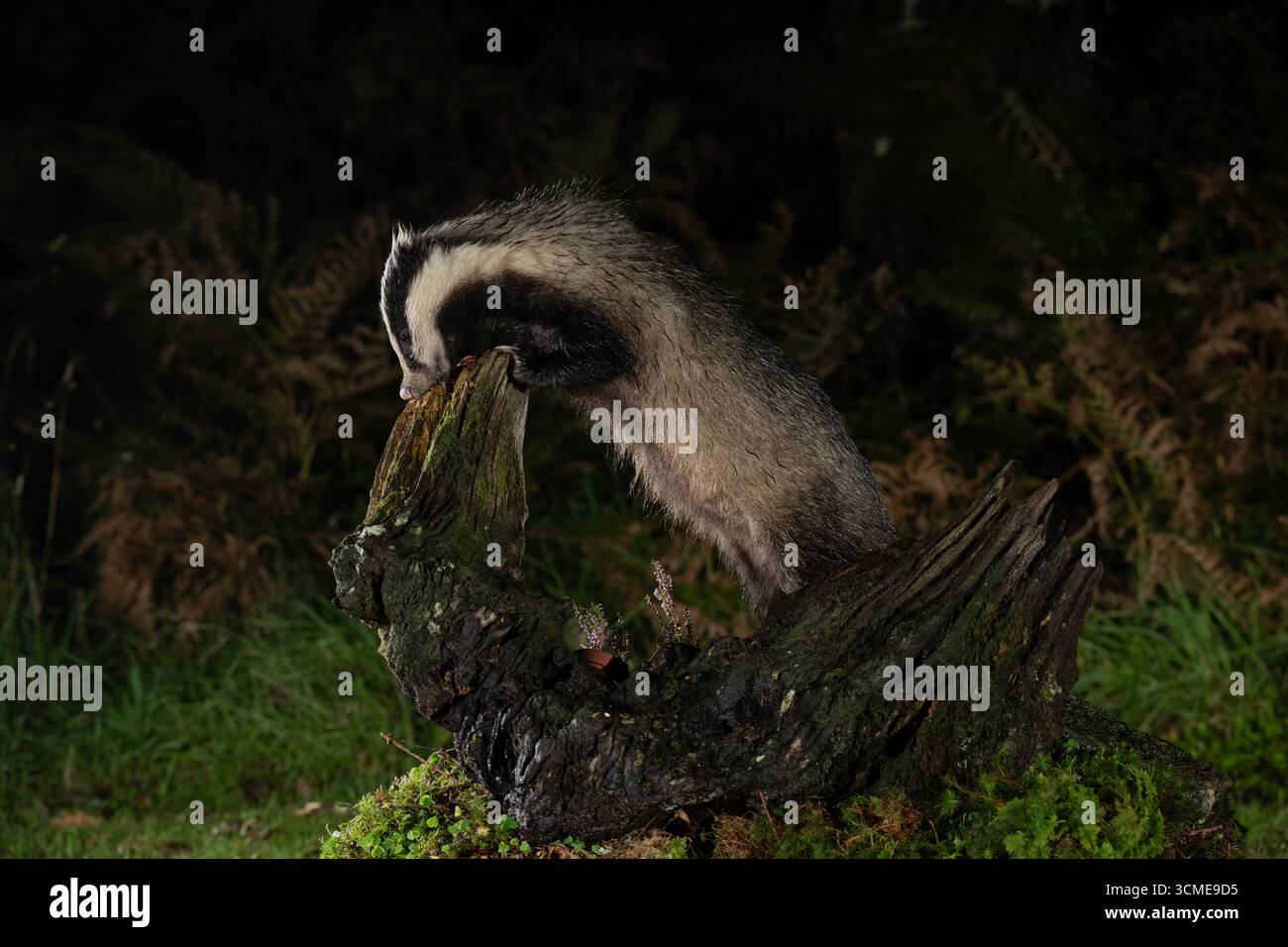 Badger (Meles meles) à la recherche de nourriture, Morvern, côte ouest de l'Écosse. Banque D'Images Badger (Meles meles) à la recherche de nourriture, Morvern, côte ouest de l'Écosse. Banque D'Images