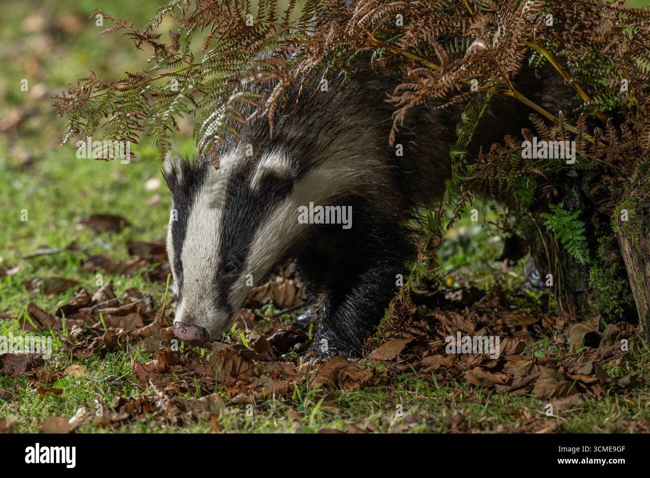 Badger (Meles meles) à la recherche de nourriture, Morvern, côte ouest de l'Écosse. Banque D'Images Badger (Meles meles) à la recherche de nourriture, Morvern, côte ouest de l'Écosse. Banque D'Images