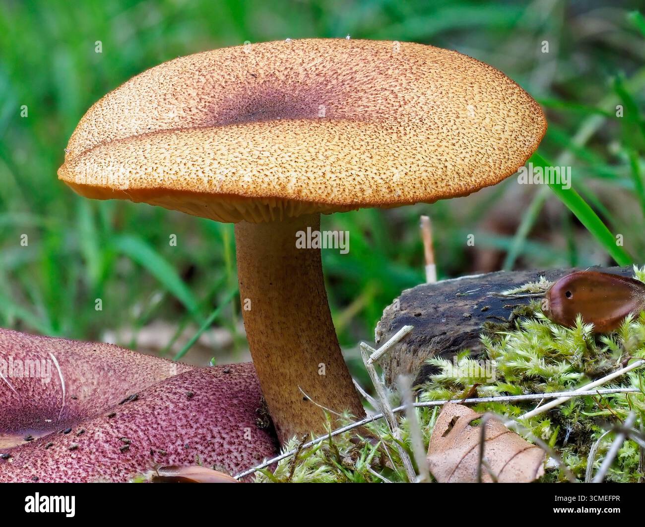 Une vue latérale d'un champignon prunes et Custard, Tricholomopsis rutilans sur un conifère en décomposition dans une forêt écossaise près d'Arbroath. Banque D'Images