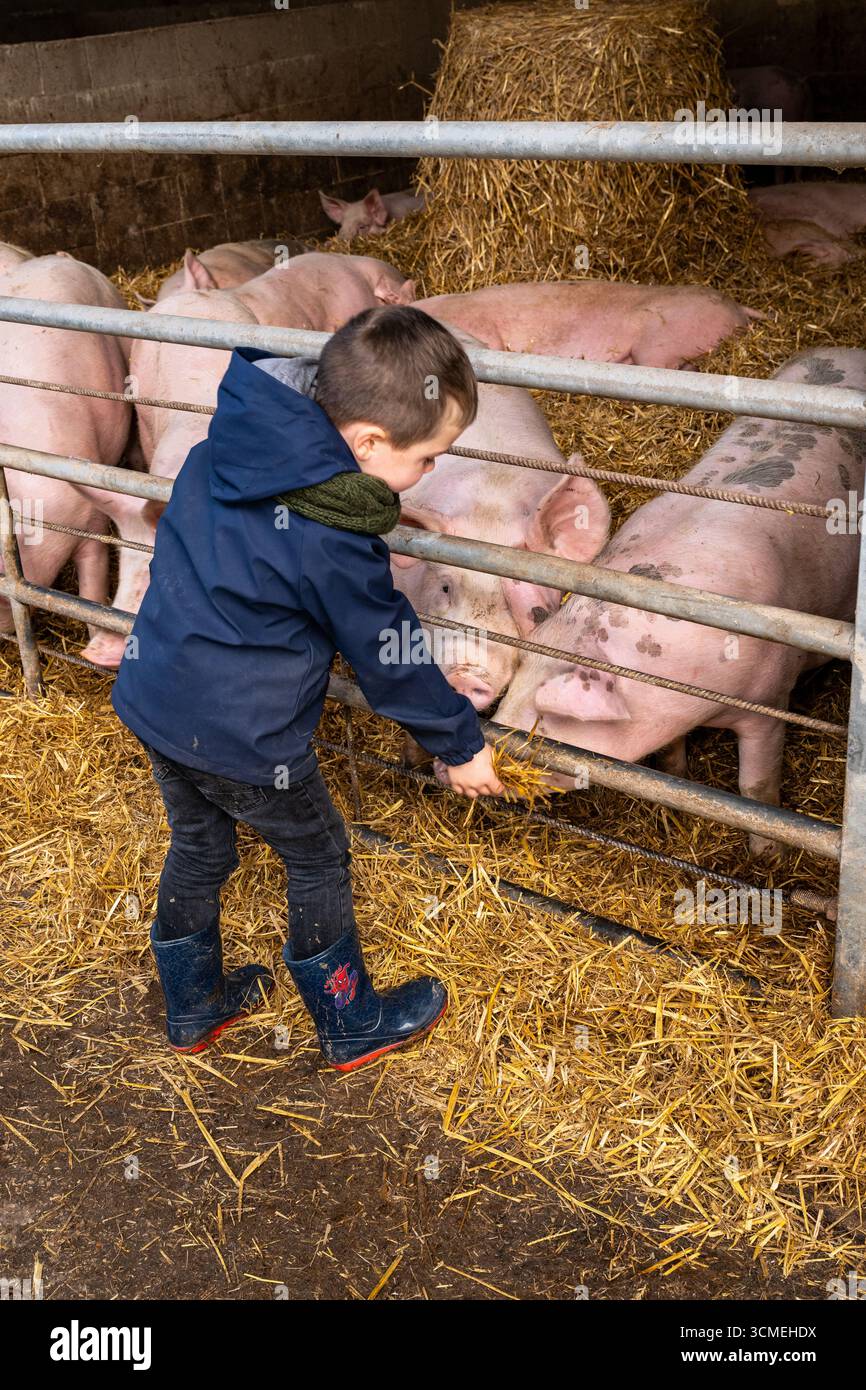 Ferme des Chataigniers à Catenay (nord de la France) : journée portes ouvertes annuelle dans cette ferme qui vend des produits agricoles (viandes cuites, produits laitiers, etc Banque D'Images
